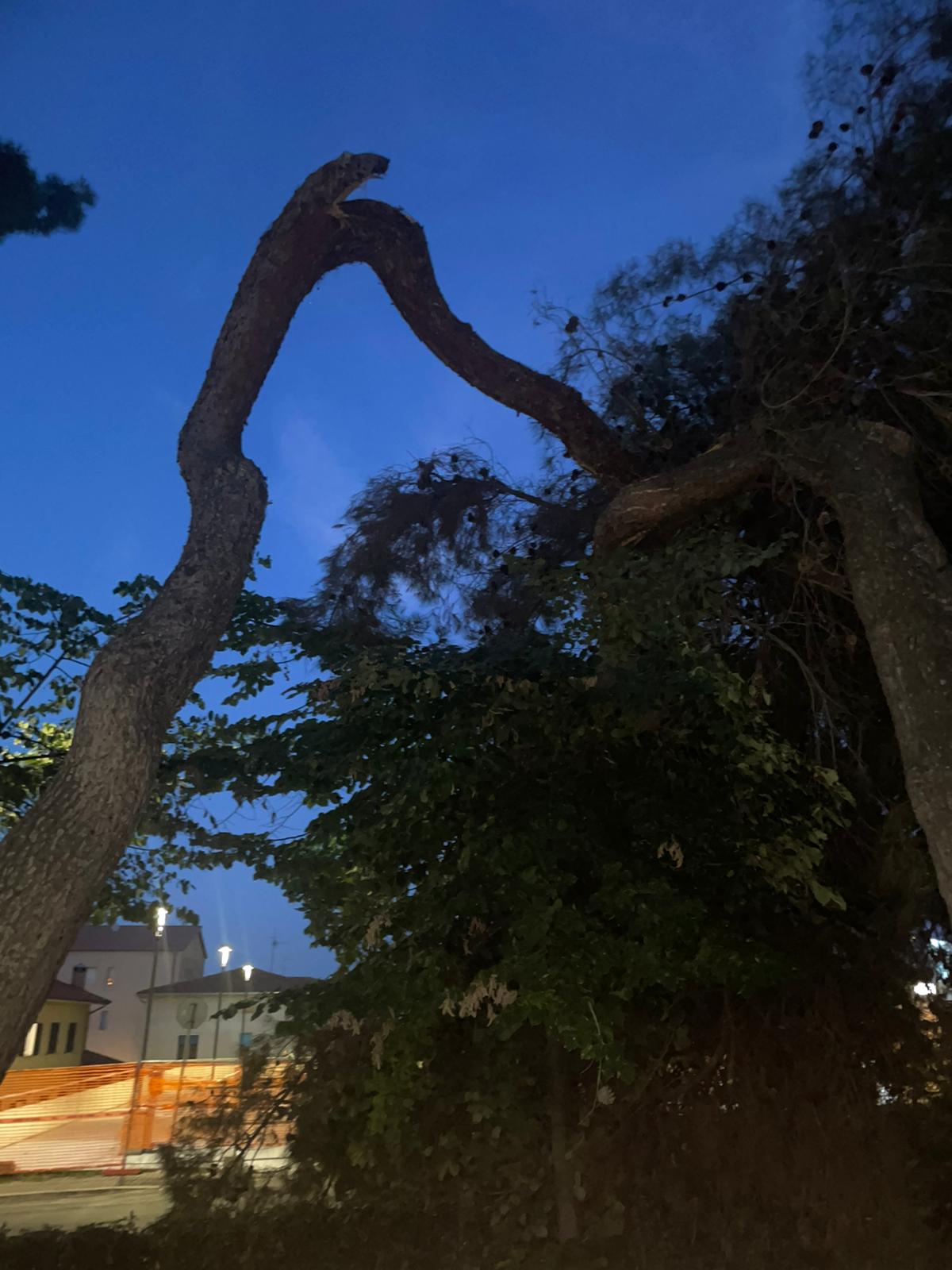 Giulianova Pino Caduto Nel Parco Di Via Matteotti La Segnalazione