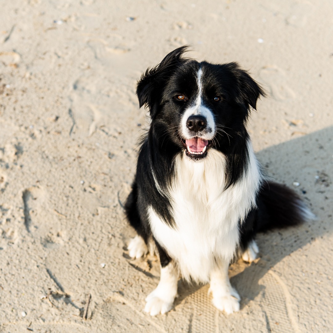 Accesso cani in spiaggia libera nuova Ordinanza a Roseto Notizie